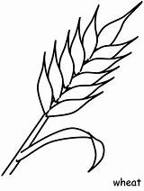 Wheat Plant Coloring Game sketch template