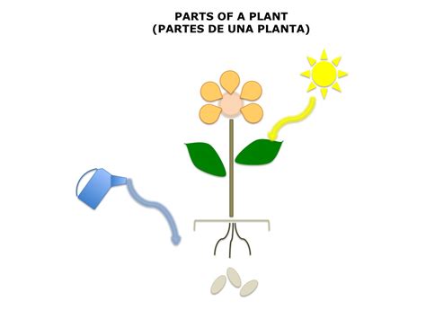 plant diagram  labels spanishkiddos tutoring services
