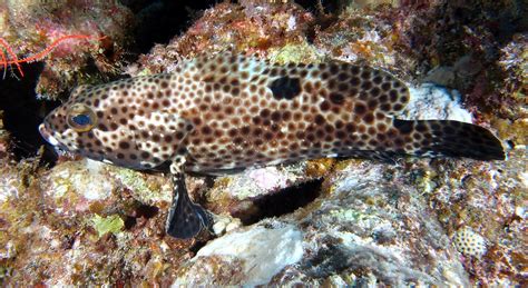 epinephelus howlandi gunther