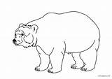 Bear Coloring Pages Printable Outline sketch template