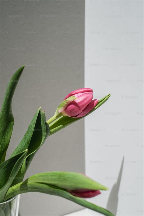 une fleur rose est dans  vase transparent photo floral photo sur