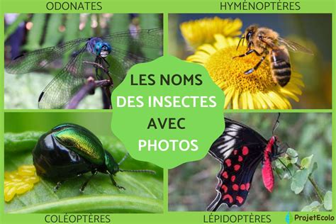 les noms des insectes avec leurs caracteristiques