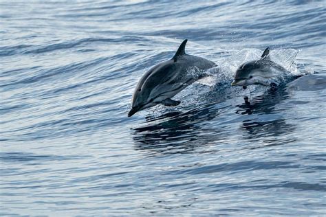 dolphin calves visible   dolphin tours  tampa bay