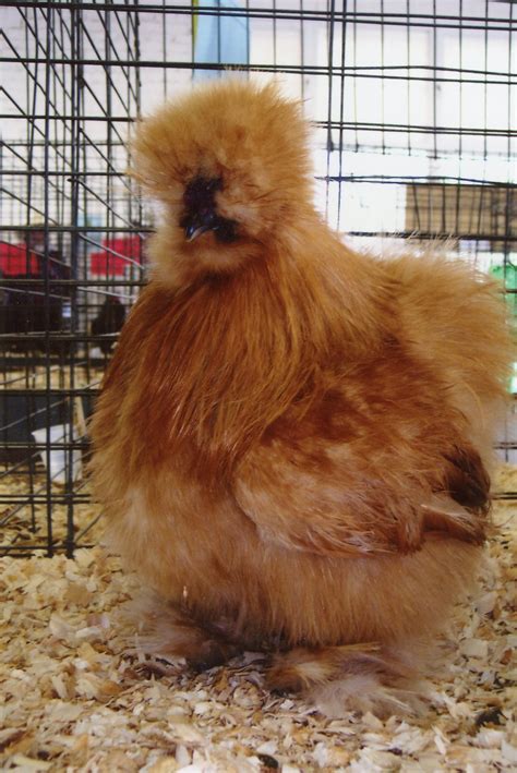 Buff Silkie Bantams Bantam Chicks For Sale Cackle Hatchery