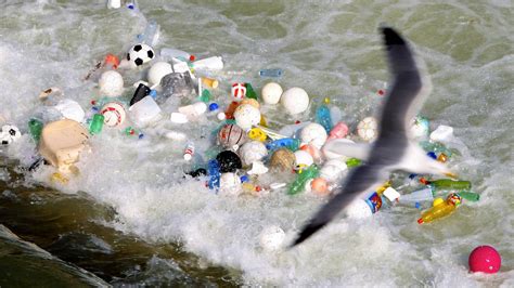 meeresverschmutzung  werden fast alle seevoegel mit plastik