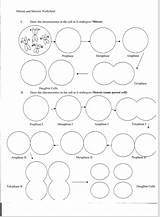 Chromosomes Draw Undergoes Cell Mitosis Meiosis Worksheet Parent Cells Same Answers Answer Solved Ii Transcribed Text Show sketch template
