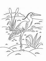 Coloring Egret Pages Egrets Birds Heron Designlooter Printable Recommended sketch template