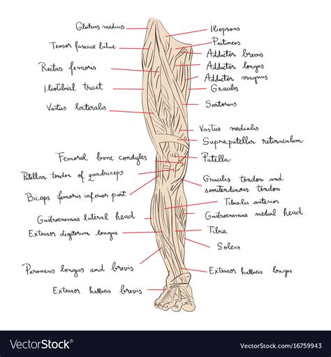 front leg musclevtendon horse leg anatomy learn      medrego