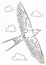 Swallow Hirondelle Zeichnen Colorare Supercoloring Vogel Fliegender Rondini Bambini Printable sketch template