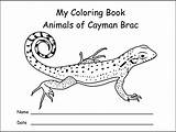 Lizard Anole Brac Cayman sketch template