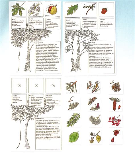 der baumdetektiv ein arbeitskartensatz fuer den