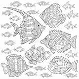 Fish Colouring Coloring Adult Collection Zentangle Tropical Fishes Drawing Vector Idea Book Preview sketch template