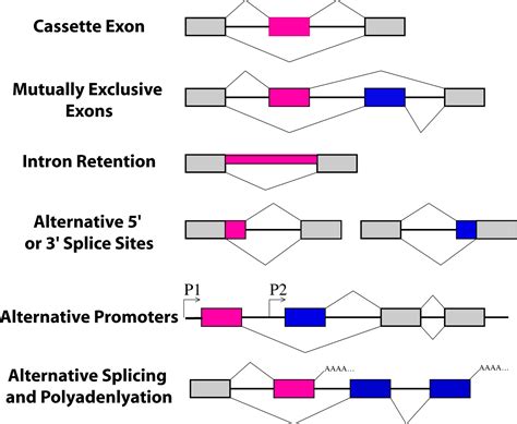 alternative splicing   elegans