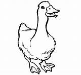 Oca Ganso Oie Goose Papera Acolore Colorato Coloriages Dibuix Dibuixos Dicembre Stefo Aves Pitturato Stampare sketch template