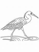 Coloring Heron Egret Pages Running Water Printable Designlooter 2kb 1000px Print Getcolorings sketch template