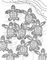 Turtle Sea Turtles Baby Coloring Pages Adult Pattern Printable Colouring Adults Ocean Sheets Print Book Template Color Pdf Embroidery Mommy sketch template