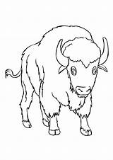 Buffalo Coloring Drawing Pages Kids Printable Paintingvalley Head Drawings sketch template