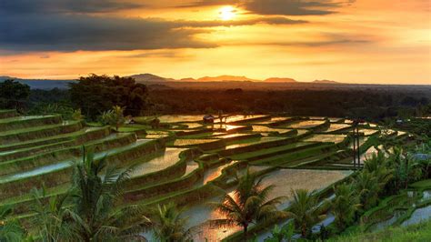 famous jatiluwih rice terraces  bali  sunrise indonesia