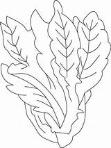 Lettuce Template Coloring Pages sketch template