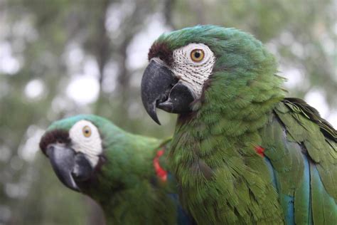 guide  mini macaws  pets