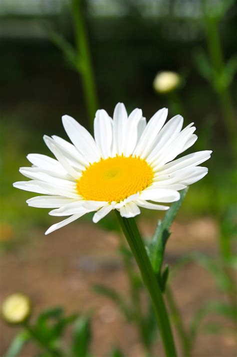 grow shasta daisy  healthy life