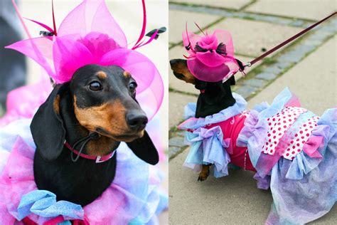 dressed dogs   annual dachshund parade russia