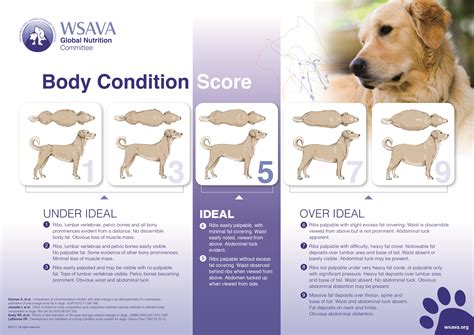 healthy dog weight  dog obesity karingal vet hospital