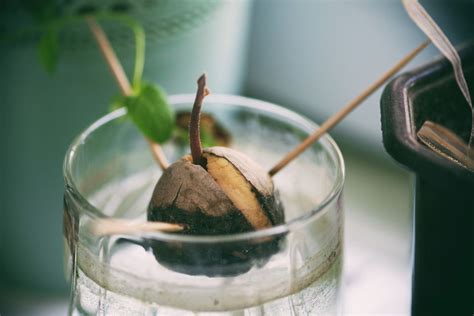 How To Start Growing An Avocado Tree Sybilsfruits