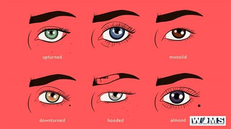 Eye Shape And Vision Utilization Of Eye Shape Chart Woms