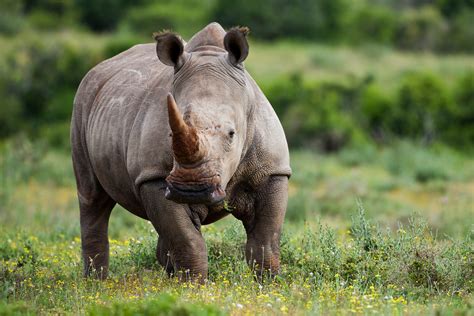 international trade  rhino horns   illegal lowvelder