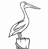 Pelican Coloring Pages Bird Drawing Color Template Animals Perched Colouring Printable Cartoon Sheet Drawings Animal Print Back Getdrawings Sketch Draw sketch template