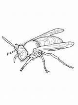 Wasp Wespe Avispas Colorare Ausmalbilder Kolorowanki Osa Kolorowanka Supercoloring Malvorlagen Insekten Druku Facil Dibujar sketch template
