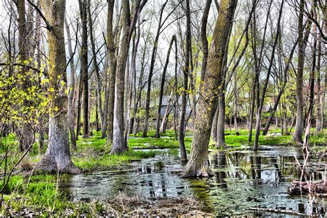whats  difference wetland  marsh  swamp forest preserve