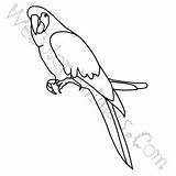 Scarlet Macaw Coloring Pages Click sketch template