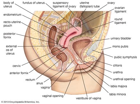 Vagina Description Functions And Facts Britannica