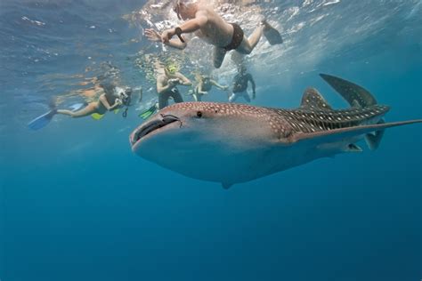 man filmed riding worlds biggest shark  tourism stunt