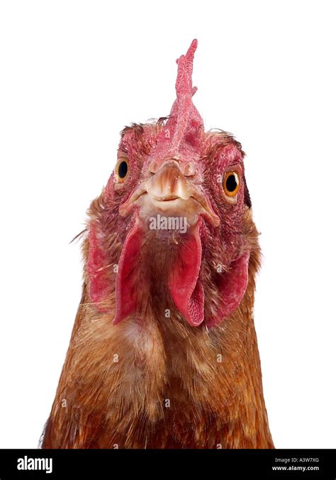 chicken    camera heres    stock photo alamy