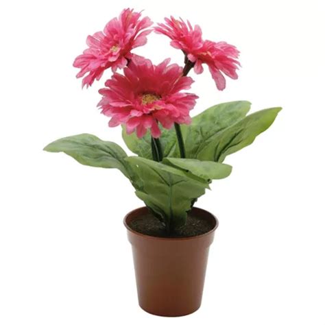buy cm gerbera potted plant   flowers hot pink   plants