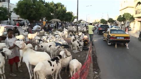 In Senegal A Sheep Is Man S Best Friend Youtube