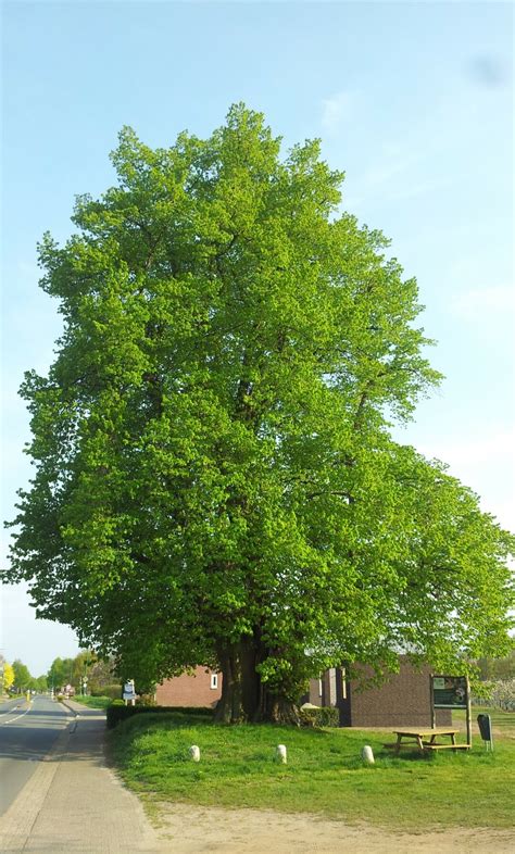 hollandse linde klimaatbomen  limburg