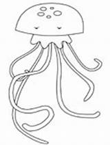 Jellyfish Coloring Pages Ws sketch template