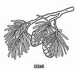Cedar Children sketch template