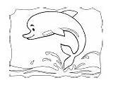 Dolphin Dolphins sketch template