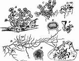 Lichen Lichens Designlooter Gutenberg Campbell Systematic sketch template