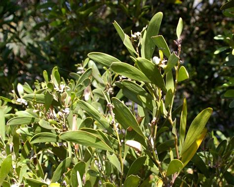 acacia melanoxylon gardensonline