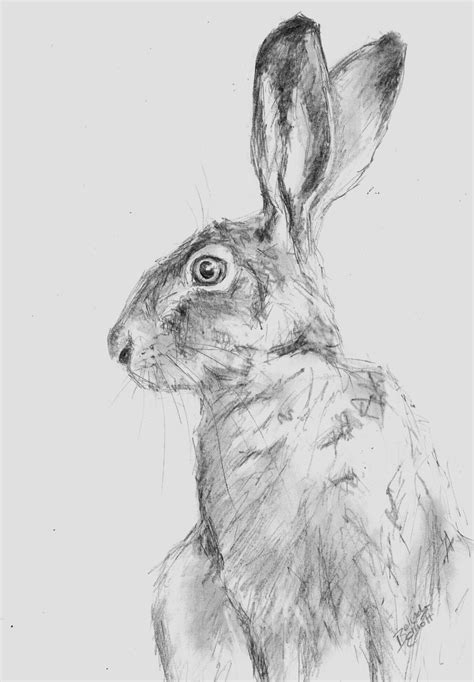 wild animals pencil drawing images drawing animals pencil pencil drawing animals drawing