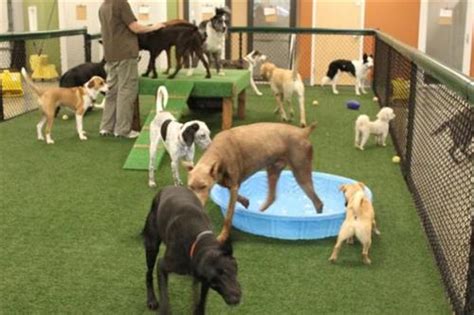spa paw tail premier pet resort  daycamp doggy day care dog