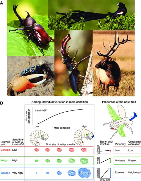 a exaggerated growth of weapons and ornaments of sexual selection