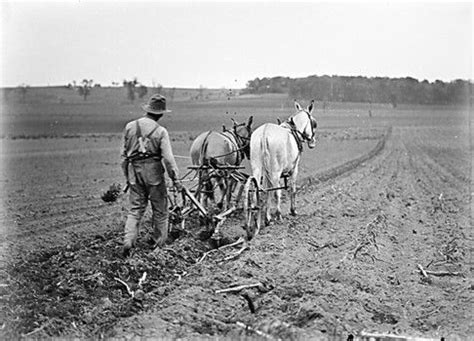 plowing  mules images  pinterest donkey donkeys  draft mule