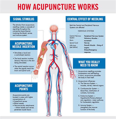 acupuncture basics acupuncture acupressure points
